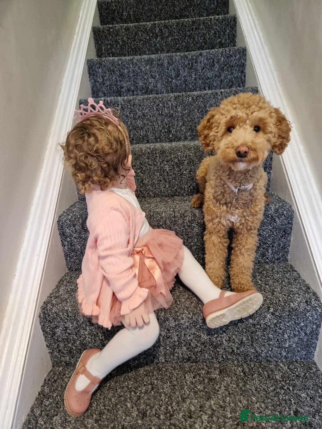 Cavapoo dogs for sale: Beautiful Cavapoo F1BB - Advert 20