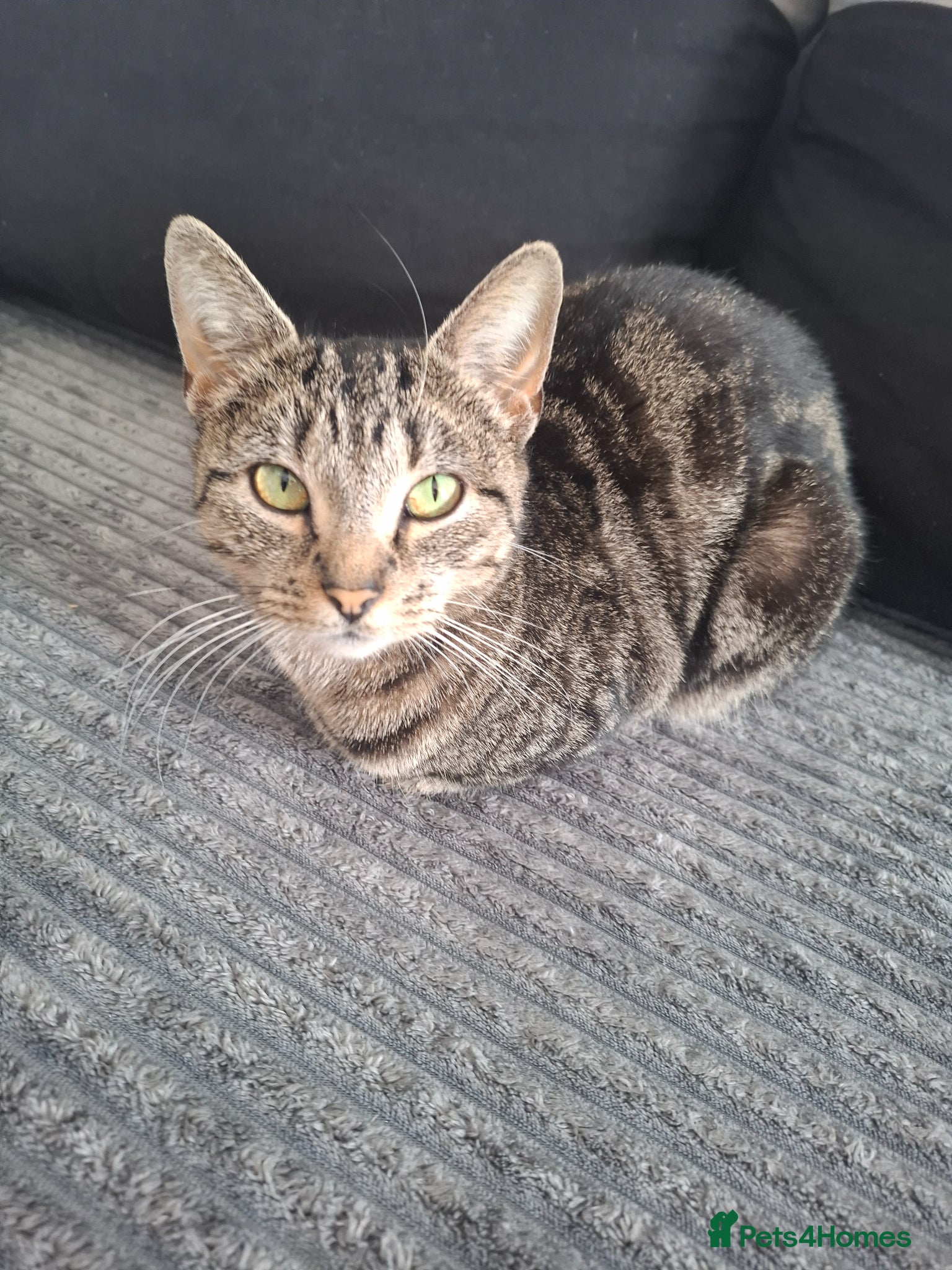 Domestic Shorthair cats Kittens - Advert 2