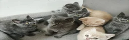 British Shorthair cats for sale: Stunning Rare Colours British Shorthair Kittens - Advert 18