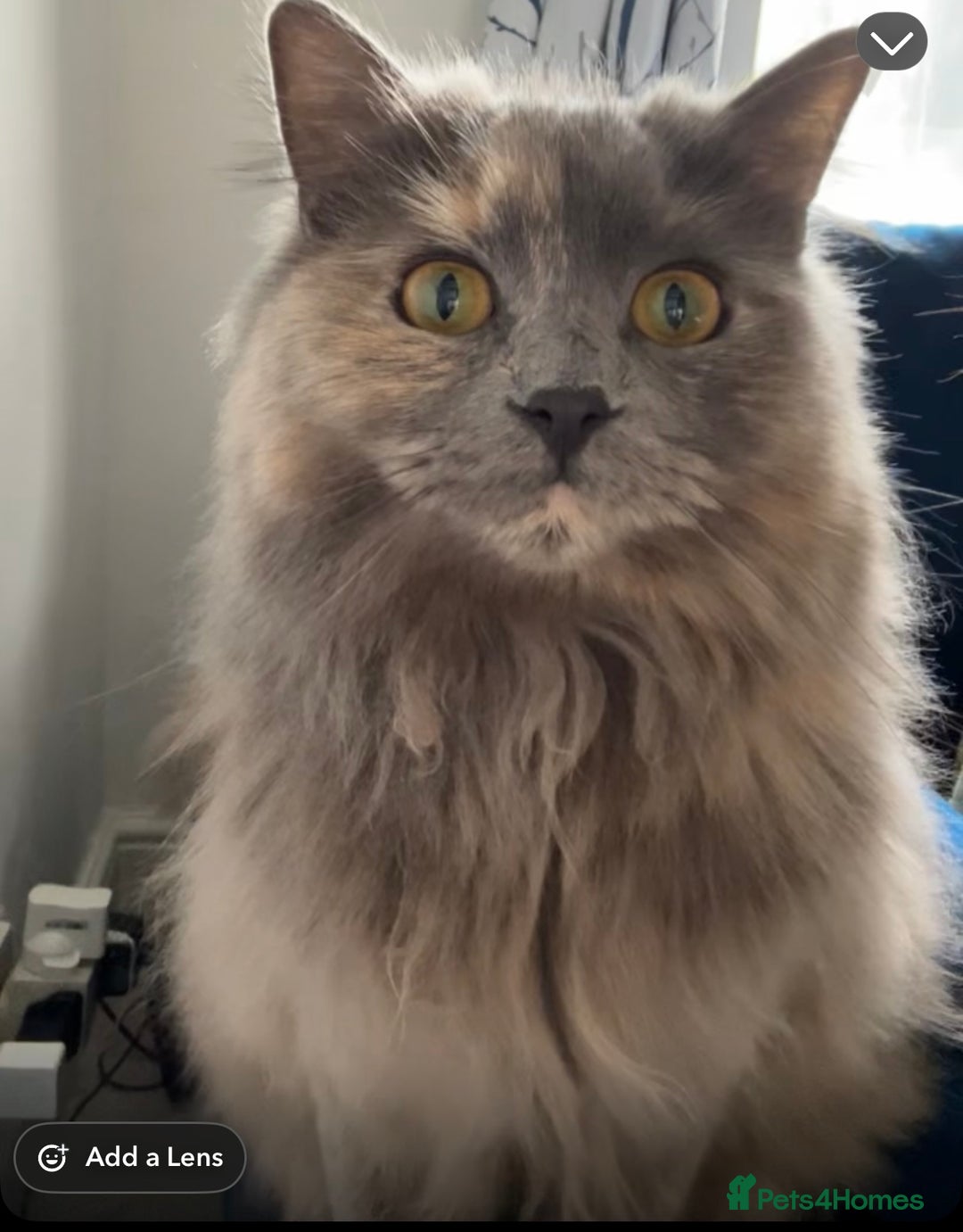 Ragdoll cats for sale: Ragdoll for sale  - Image 4