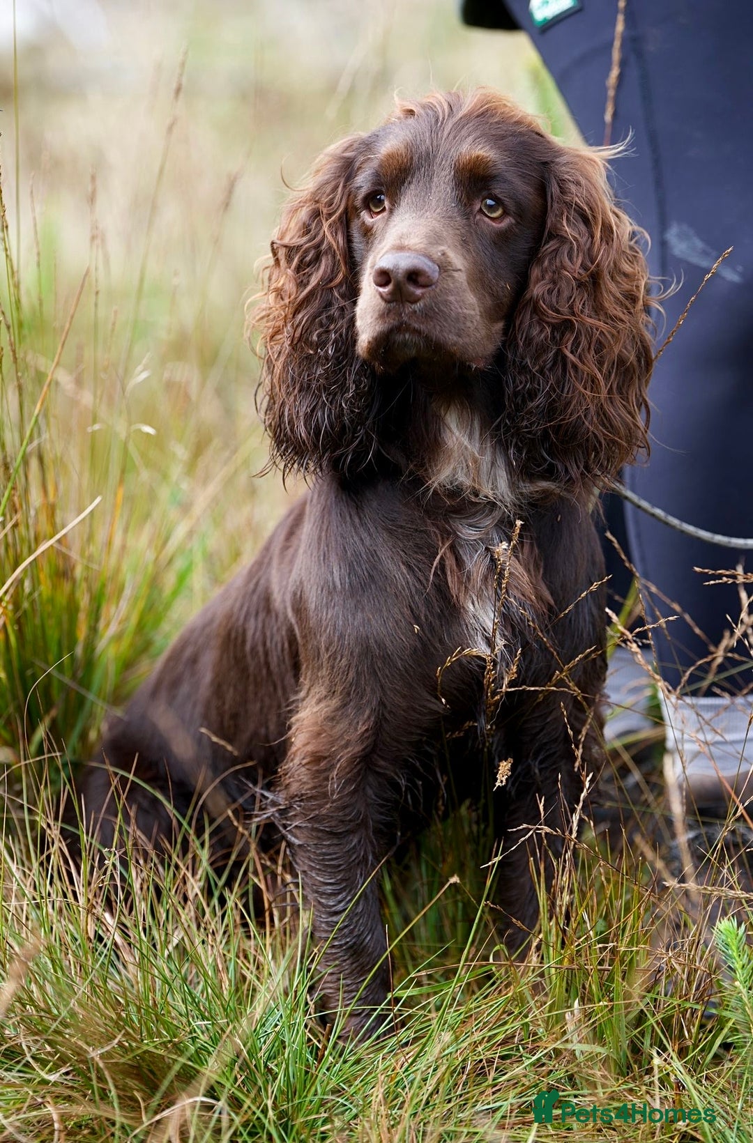 Cocker Spaniel dogs for stud: Cocker spaniel for stud  - Advert 1