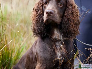 Cocker Spaniel dogs Cocker spaniel for stud - Advert 2