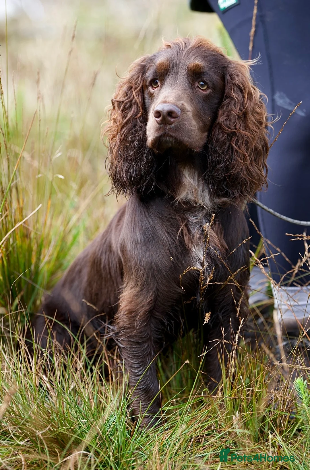 Cocker Spaniel dogs for stud: Cocker spaniel for stud  - Advert 1