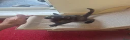 Mixed Breed cats for sale: Cute kitten - Advert 5