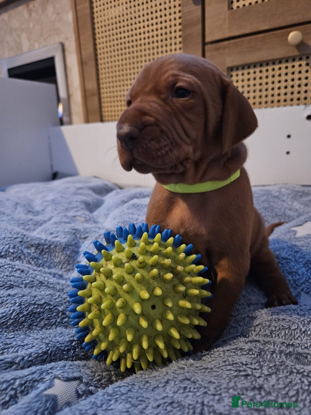Hungarian Vizsla dogs for sale: Hungarian Vizsla Puppies – Ready Soon! - Advert 2