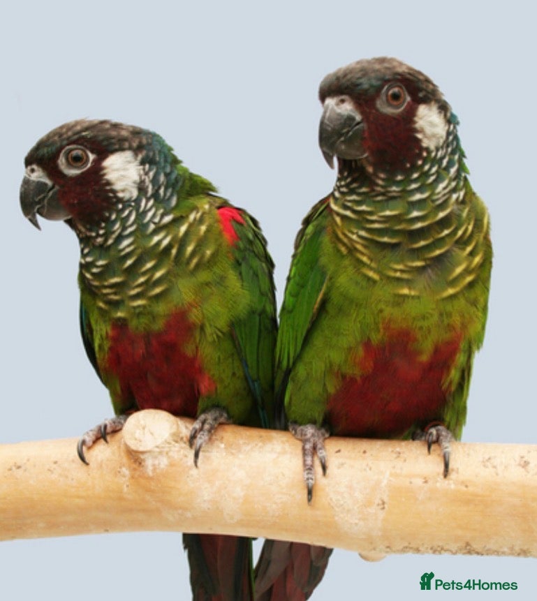Conures birds Rare Grey breasted Conures  - Advert 1