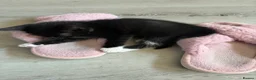 Mixed Breed cats for sale: Mixed Tuxedo kittens - Advert 7