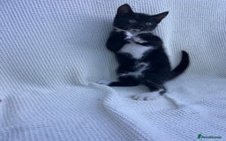 Mixed Breed cats for sale: Kitten: full of fun black & white male kitten - Image 5