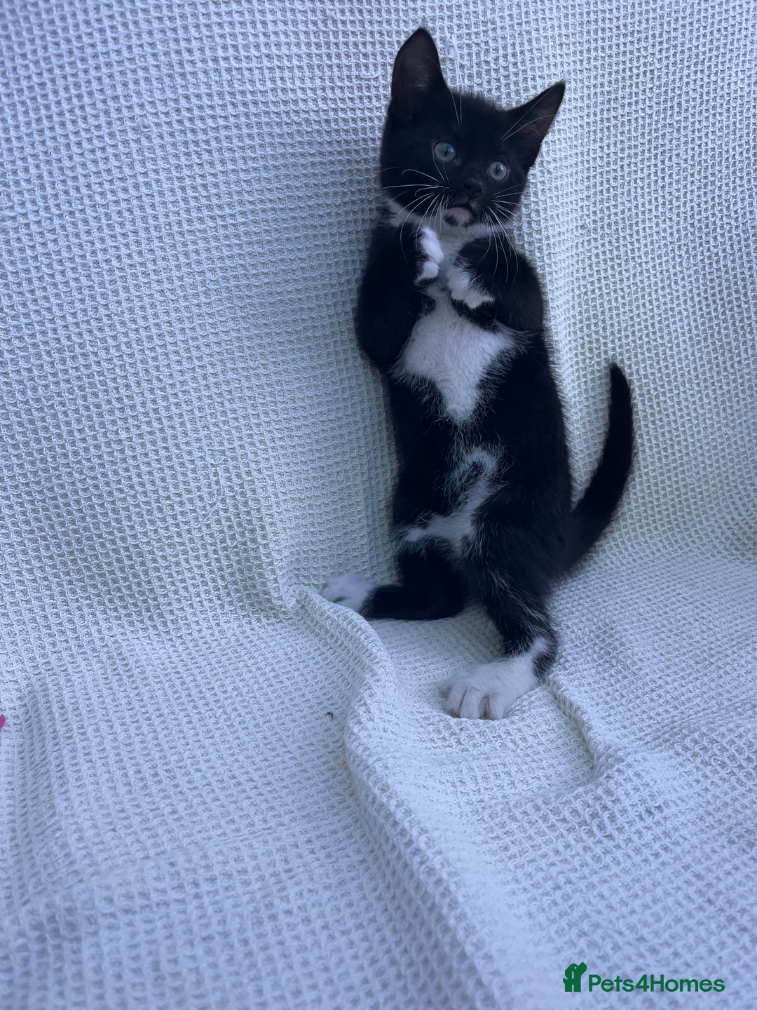 Mixed Breed cats for sale: Kitten: full of fun black & white male kitten - Image 5
