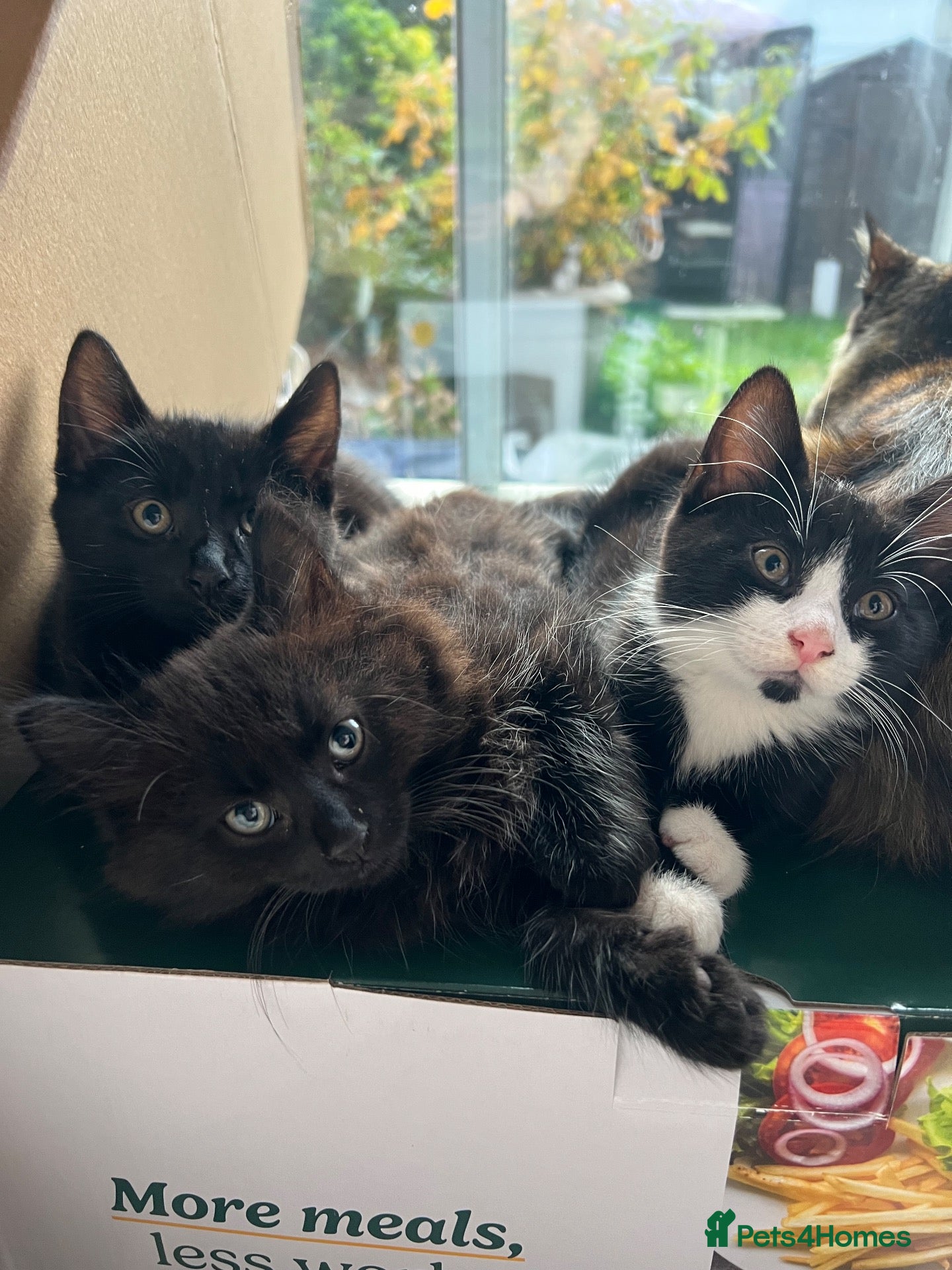 Mixed Breed cats 🐾 Lovely Kittens Looking for a Loving Home 🐾 - Advert 1