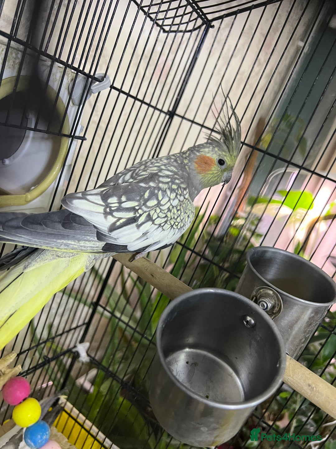 Cockatiels birds for sale: Beautiful Cockatiel (Pearl Mutation)Female - Advert 1