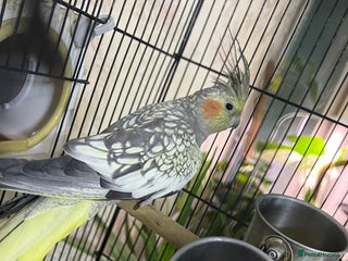 Cockatiels birds Beautiful Cockatiel (Pearl Mutation)Female - Advert 1