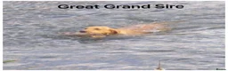 Labrador Retriever dogs for sale: *READY NOW* Stunning KC girls, tested&many FTCH/Ws - Advert 32