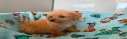 Jackapoo dogs for sale: Gorgeous Jackapoo puppies  - Advert 7