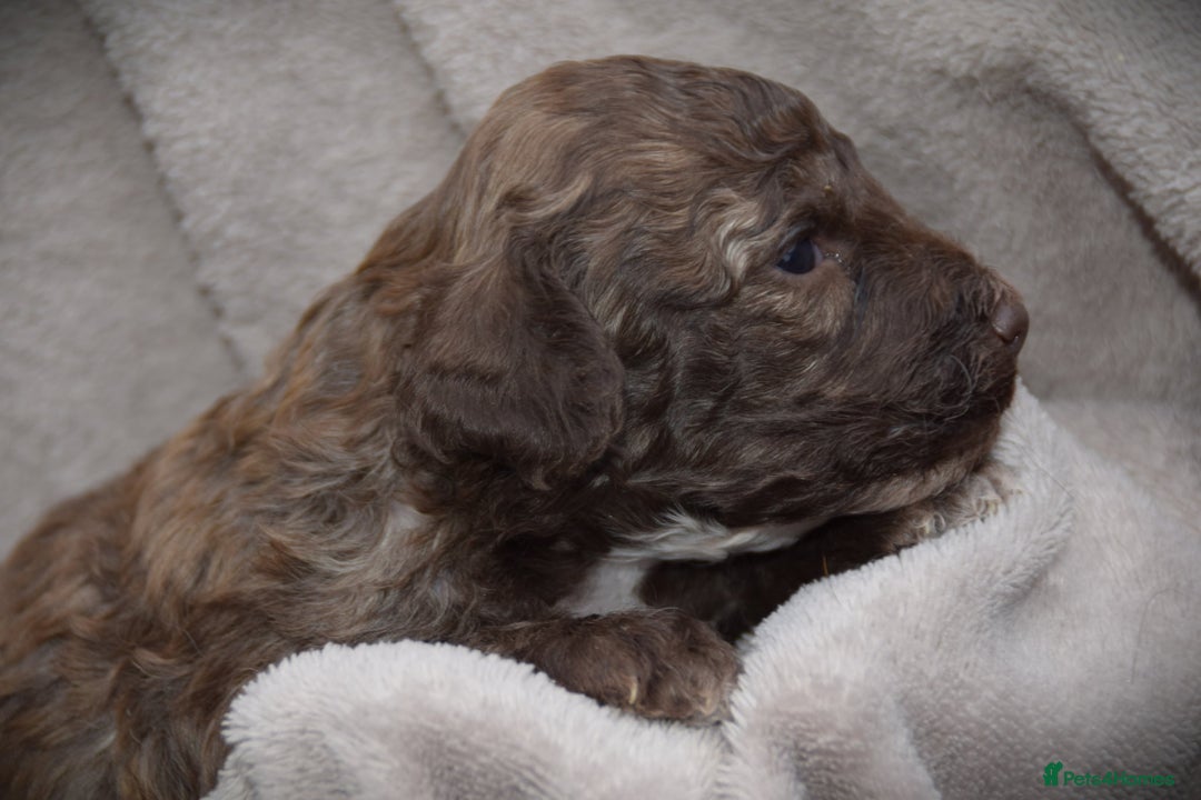 Cockapoo dogs for sale: American cockapoos (yankydoodles)  - Advert 21