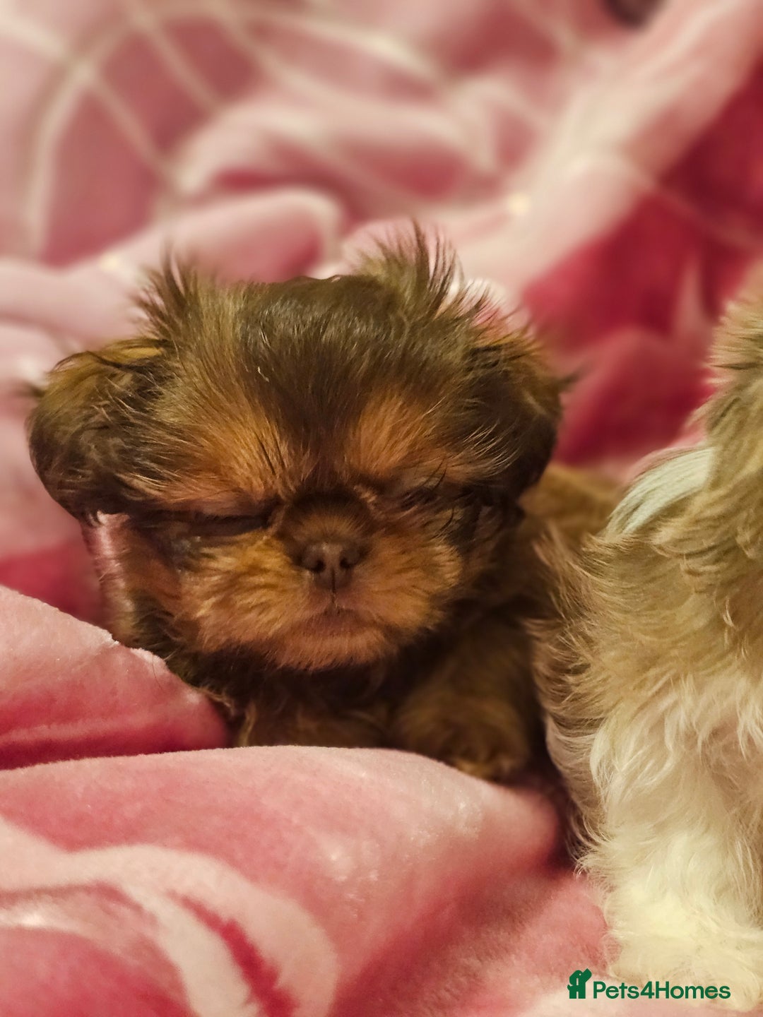 Shih Tzu dogs for sale: Beautiful shih tzu puppies  - Advert 27