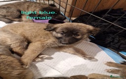 Mixed Breed dogs for sale: Turkish kangal x German shepherd puppies  - Image 2