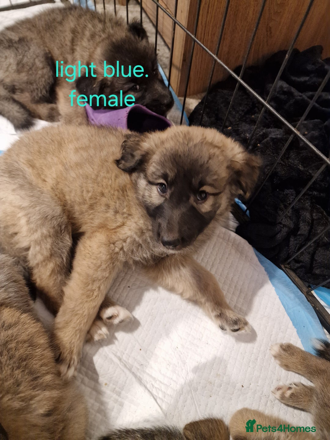 Mixed Breed dogs for sale: Turkish kangal x German shepherd puppies  - Image 2