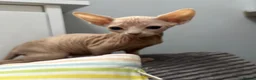 Sphynx cats for sale: Canadian Sphynx kittens READY NOW - Advert 22