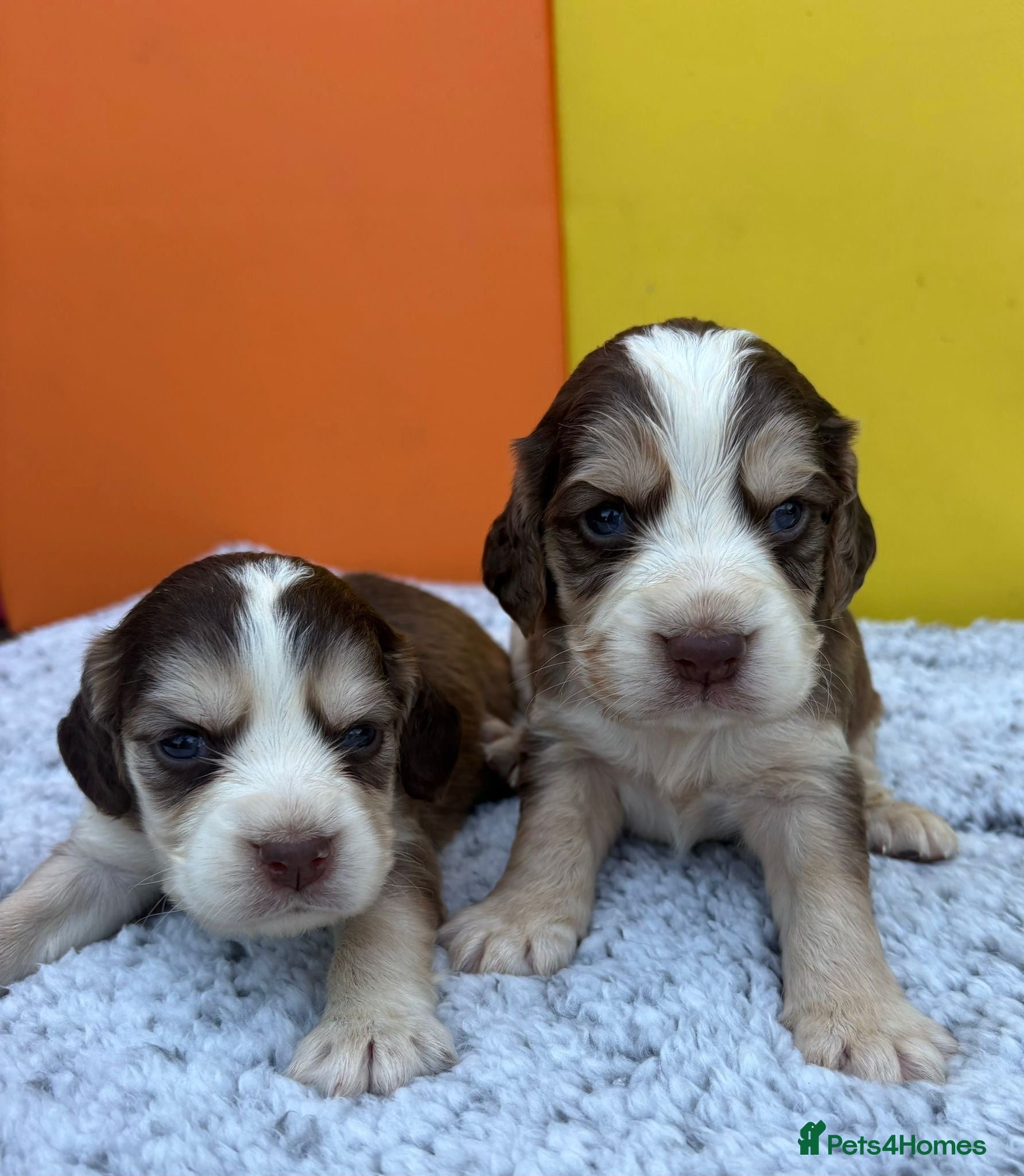 Cocker Spaniel dogs Cocker spaniel puppies - Advert 2