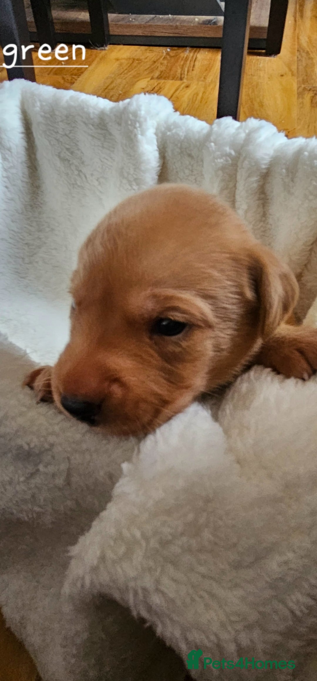 Labrador Retriever dogs for sale: 8 beautiful labrador puppies  - Image 13