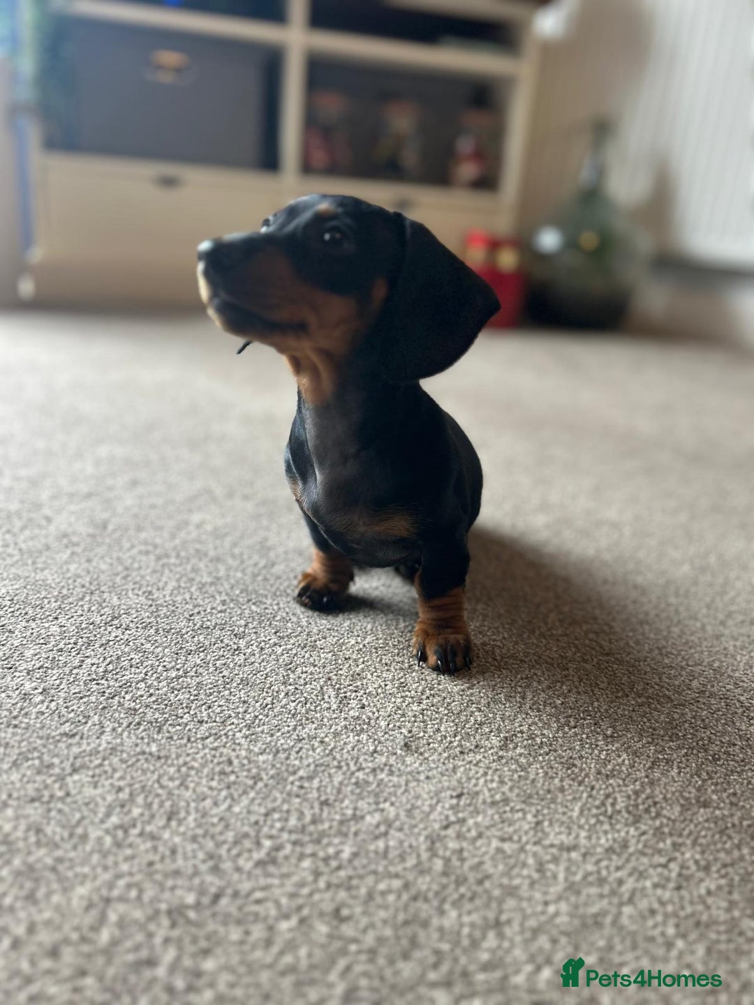 Miniature Dachshund dogs for sale: AVAILABLE NOW! Little Legs & Big Hearts - Advert 17