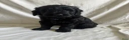 Mini Goldendoodle dogs for sale: F1 Miniature Goldendoodles   - Advert 34