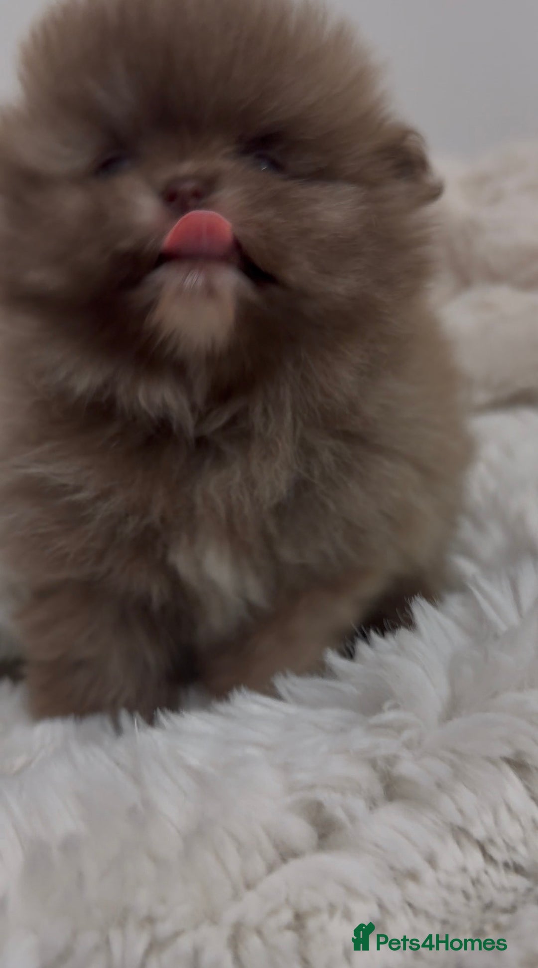 Pomeranian dogs for sale: ✨ Beautiful Pomeranian Puppies Available ✨ - Advert 7