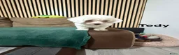 Bichon Frise dogs for sale: Puppies with blue eyes  in Norwich - Advert 3