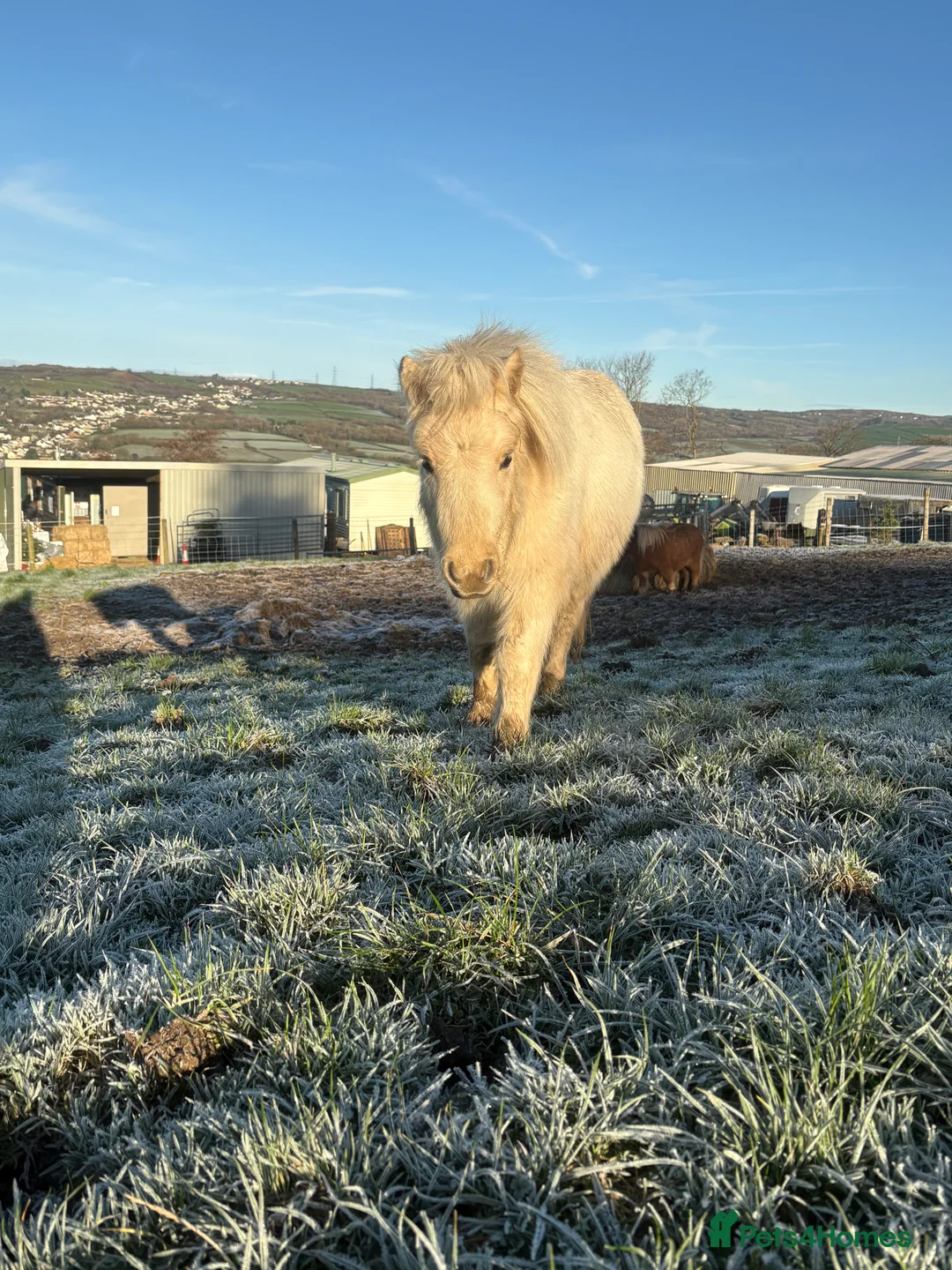 Miniature horses for sale: 2 Pali & white mini Shetlands  - Advert 3