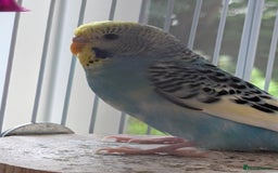 Budgerigars birds for sale: Fully tamed 4 budgies with Cage, accessories,food - Image 17