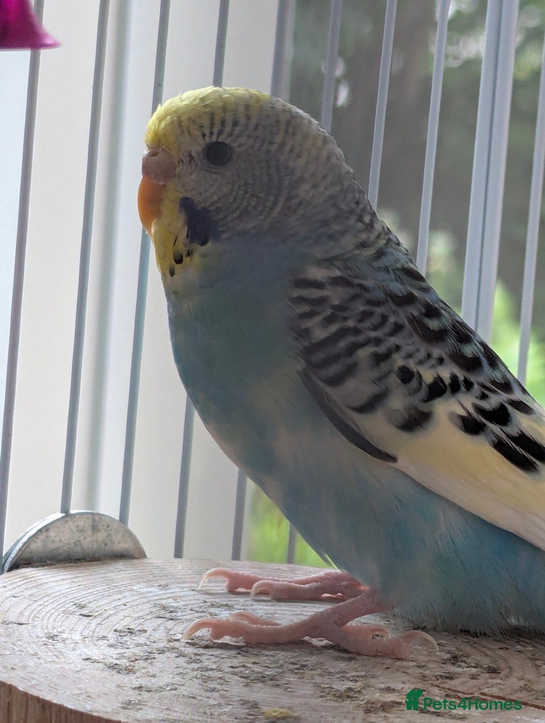 Budgerigars birds for sale: Fully tamed 4 budgies with Cage, accessories,food - Image 17