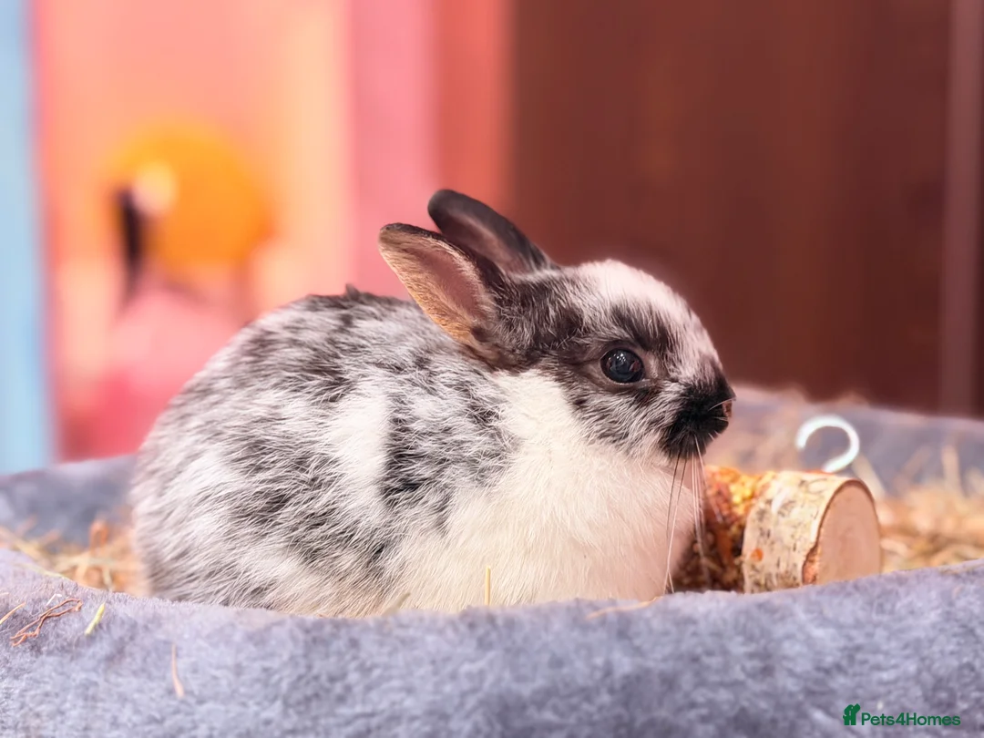 Netherland Dwarf rabbits for sale: Young Netherland dwarf Urgent need of rehoming  - Advert 1