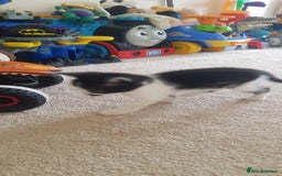 Mixed Breed cats for sale: 5 baby kittens for sale  in Renfrew - Image 16