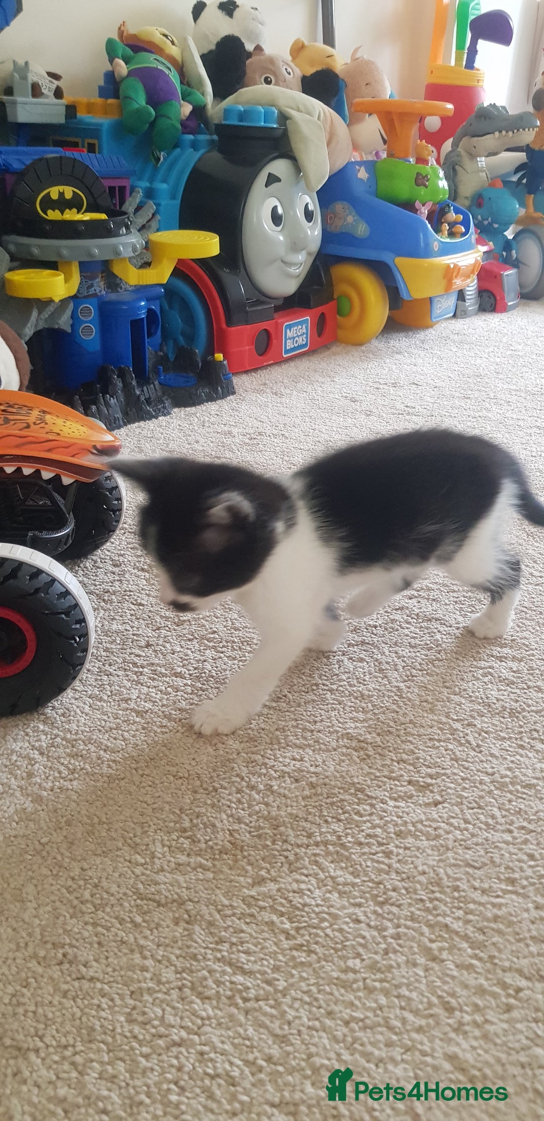 Mixed Breed cats for sale: 5 baby kittens for sale  in Renfrew - Image 16