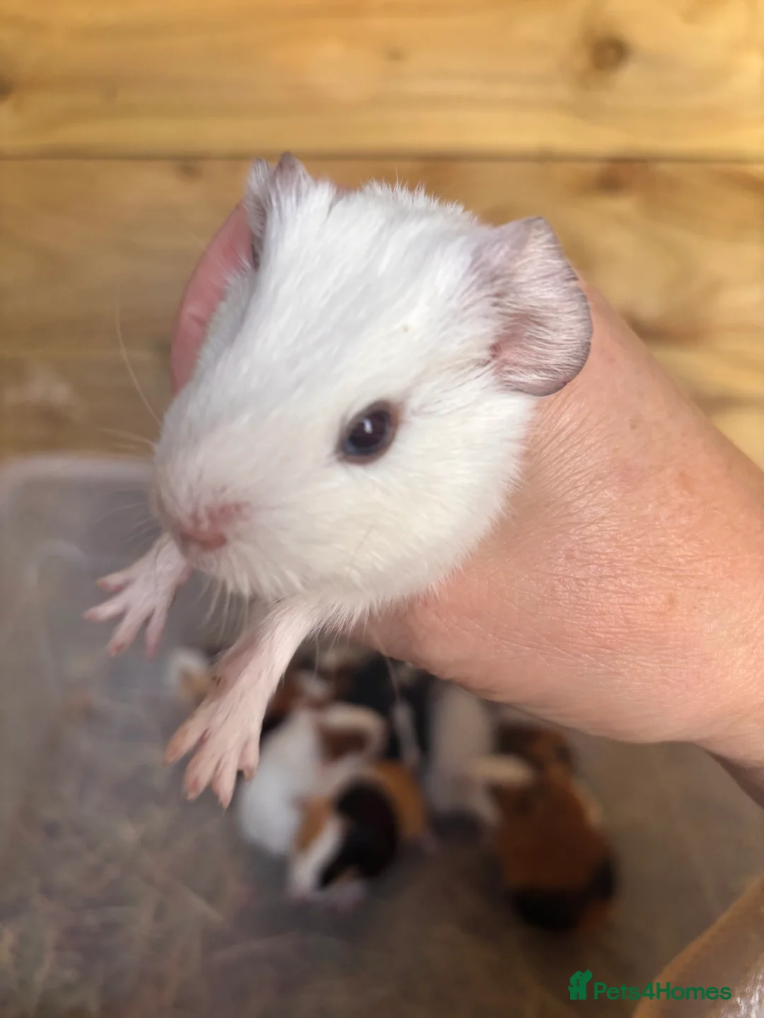 Guinea Pig rodents for sale: Baby Guinea Pigs  in Knighton - Advert 5