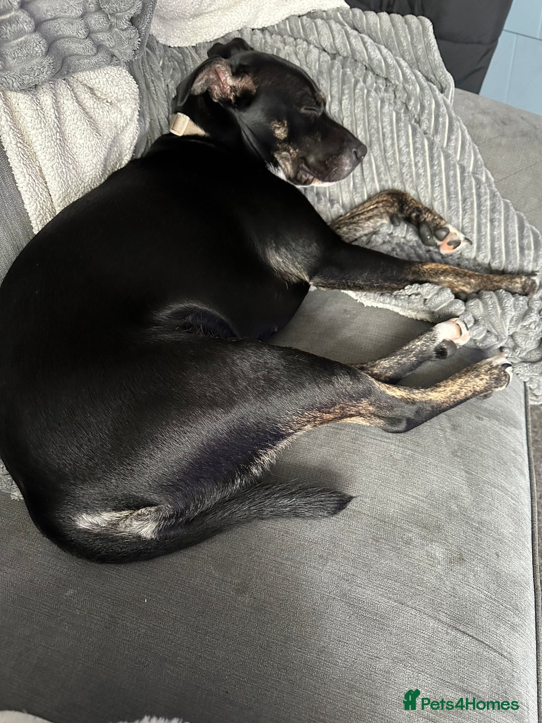 Mixed Breed dogs for sale: Staffy x cane corso pup - Image 4