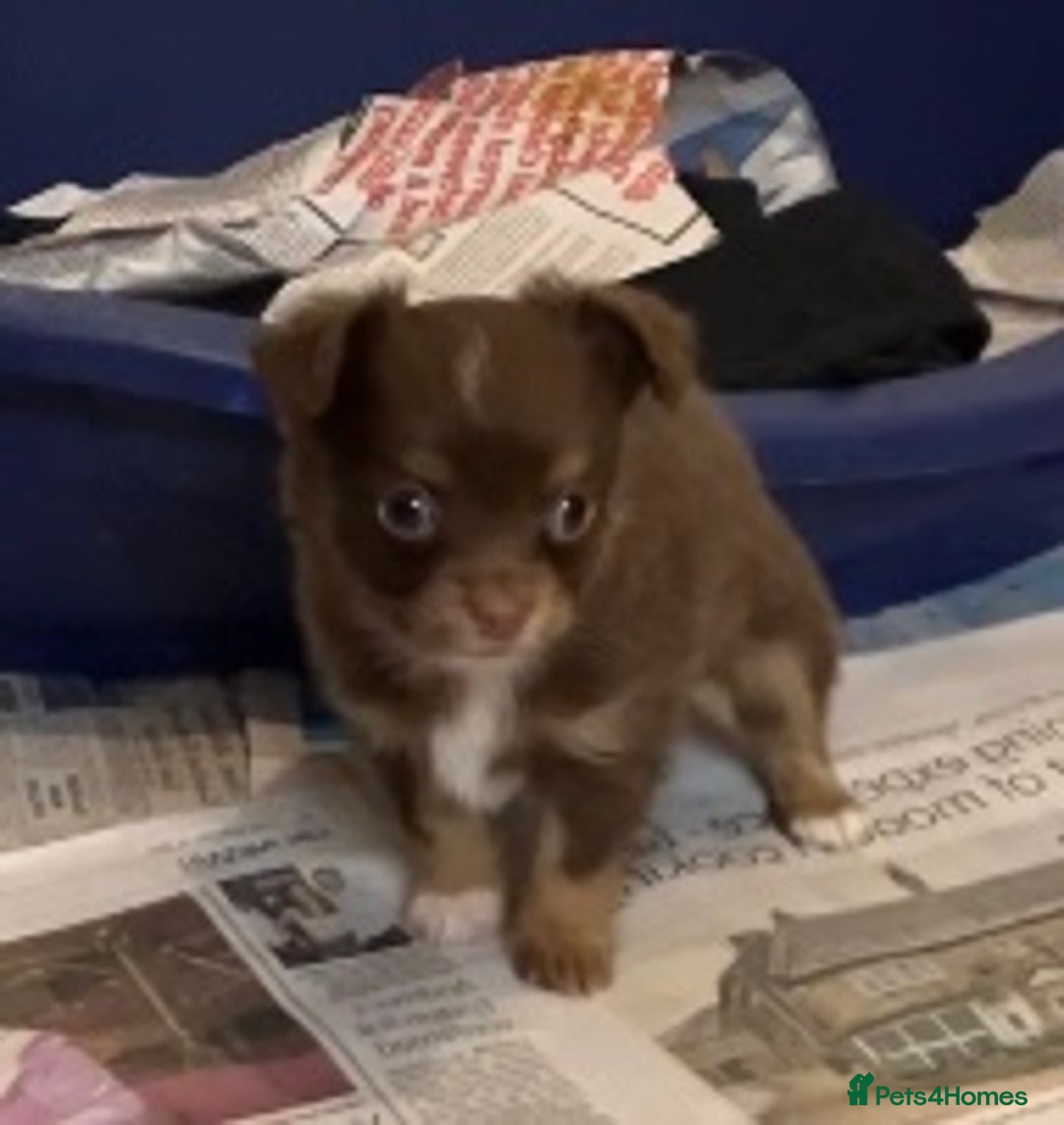 Chihuahua dogs for sale: Chihuahua puppies ready now - Advert 6