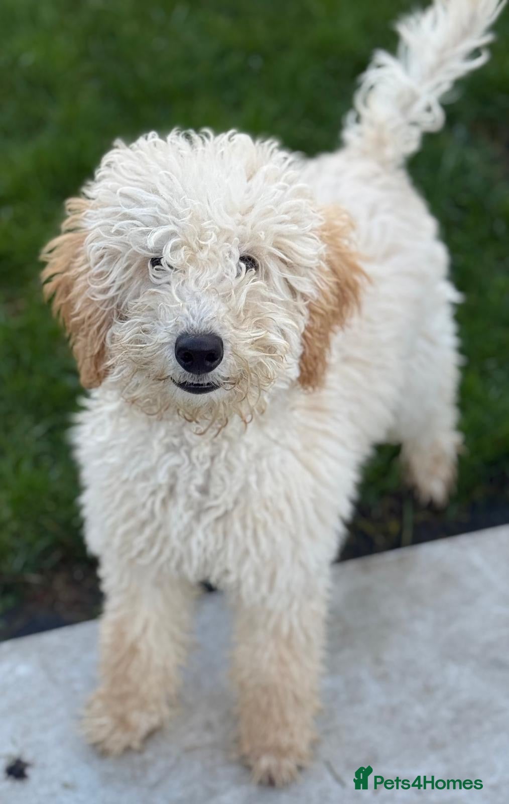 Miniature Poodle dogs Perfect  puppy/ KC reg miniature poodle  - Advert 13