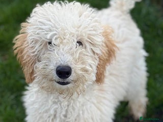 Miniature Poodle dogs Perfect puppy/ KC reg miniature poodle - Advert 18