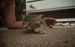 Bengal cats for sale: Pedigree bengal kittens  - Image 12