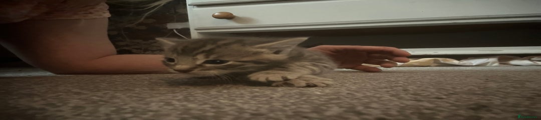 Bengal Kitten 1