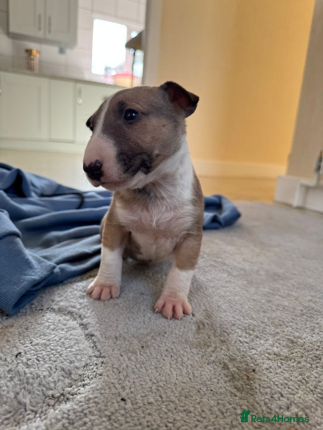 English Bull Terrier dogs for sale: 5* Stunning English Bull Terrier Pups  - Image 6