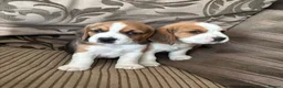 Beagle dogs for sale: Beautiful Beagles(ready now) - Advert 22