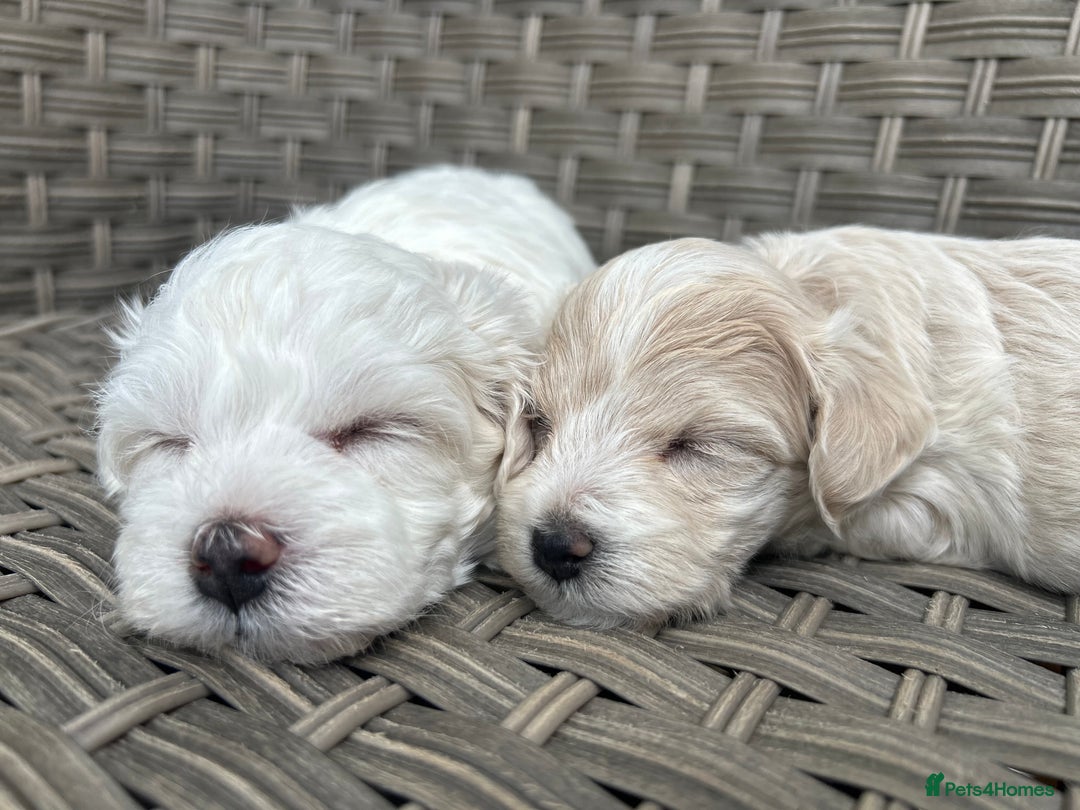 Maltipoo dogs for sale: Champagne and white, extensively health tested - Image 4