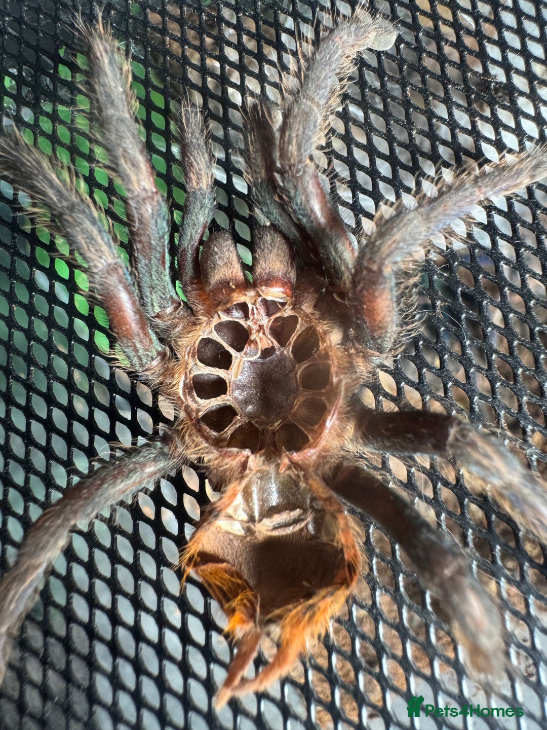 Tarantulas invertebrates for sale: Chromatopelma Cyanepubescens (Female) - Image 4