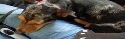 Jackshund dogs for sale: Rocco the Jackshund - Advert 2