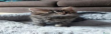 Maine Coon mix Kitten 3