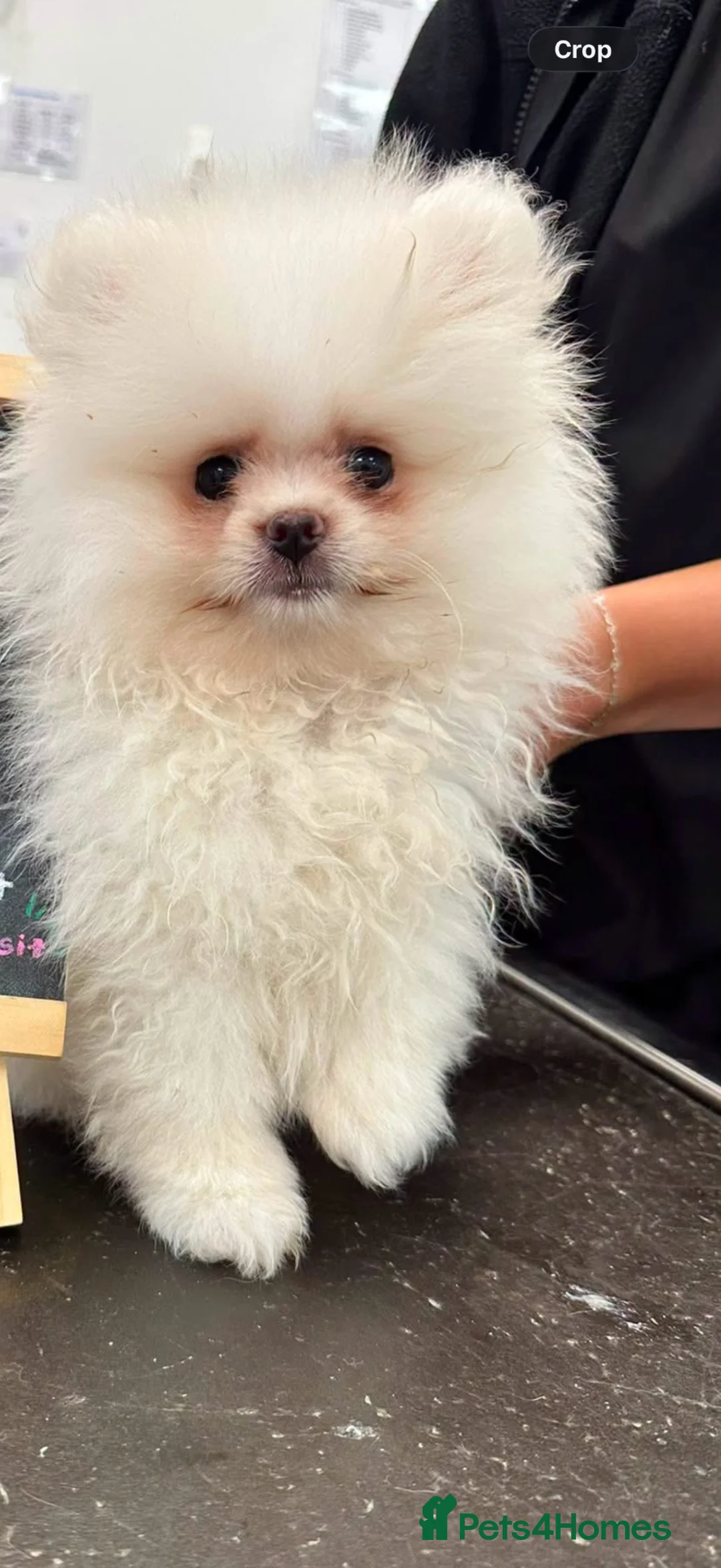 Pomeranian dogs for sale: Rehoming my princess - Advert 2