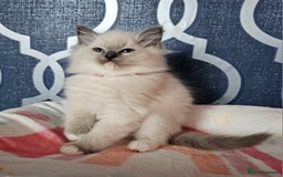 Ragdoll cats for sale: 🏆 CHAMPION FATHER 🏆GCCF REGISTERED KITTENS  - Image 5